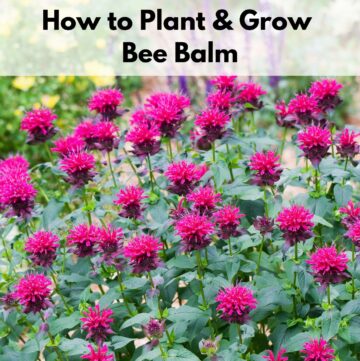 Text overlay "how to plant and grow bee balm" over a large blooming bee balm plant