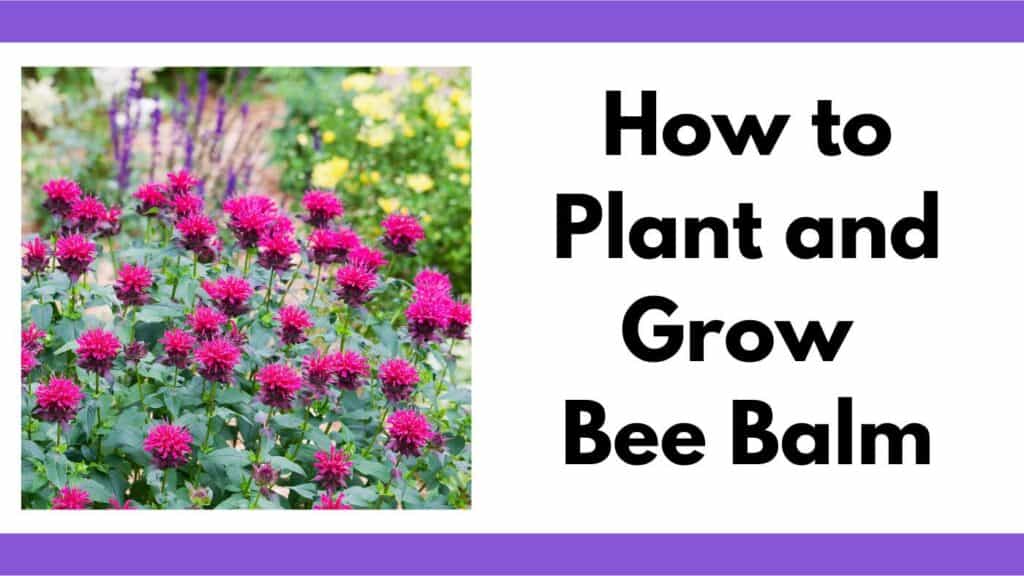 Text "how to plant and grow bee balm" next to an image of bee balm growing