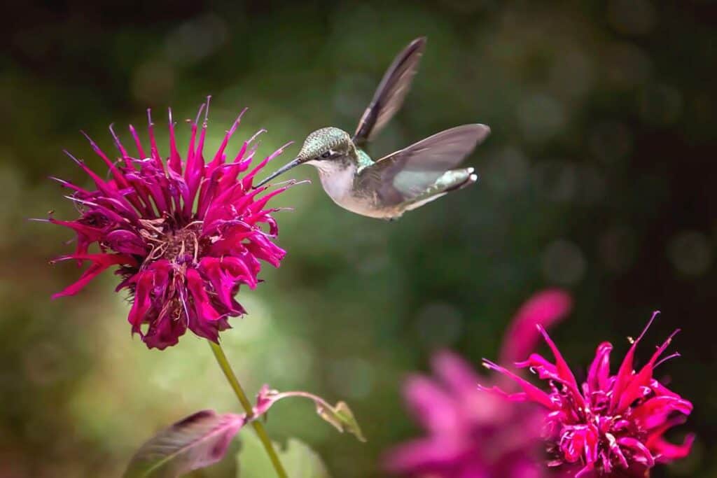 A green hummingbird drinking from a pink bee balm flower