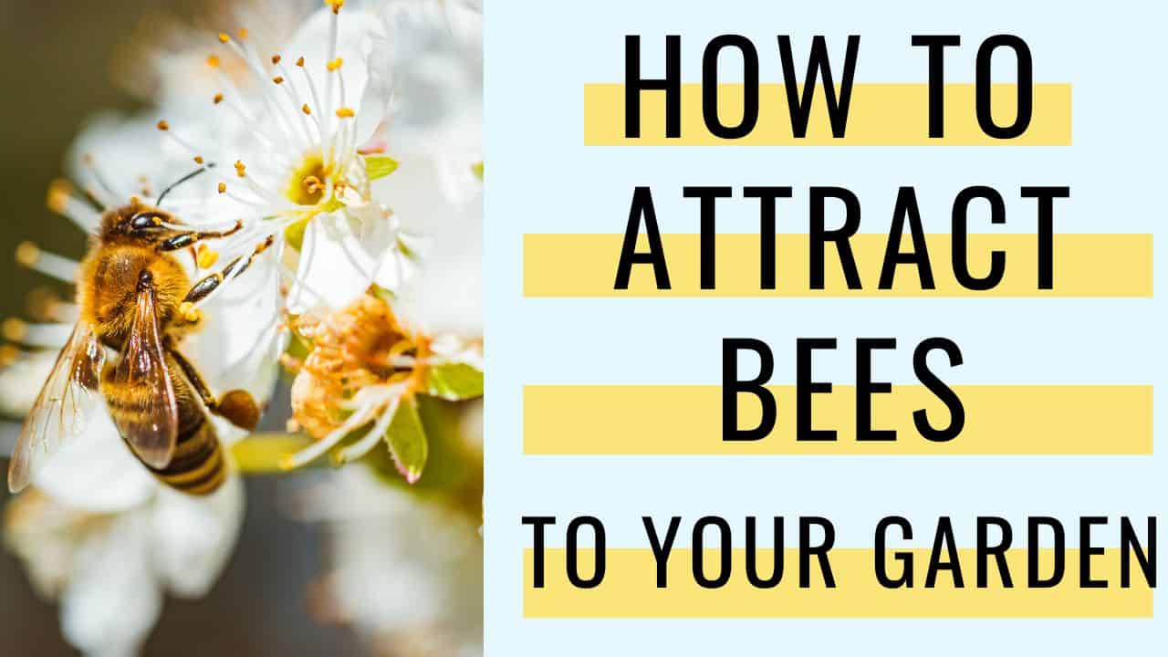 How to Attract Bees to your Garden - Together Time Family