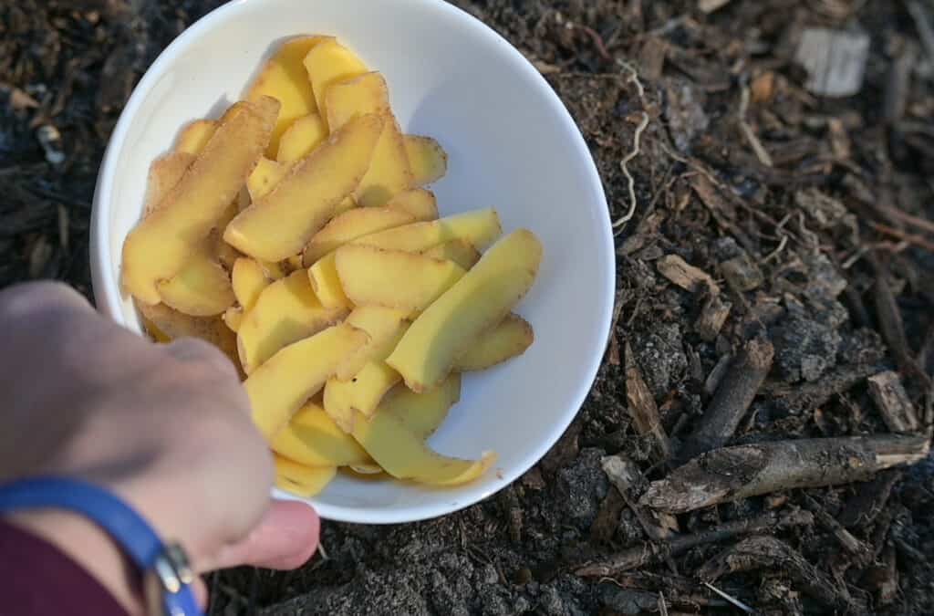 A hand dumping a bowl of potato peels on compost
