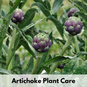 Text overlay "artichoke plant care" over a picture of artichokes growing