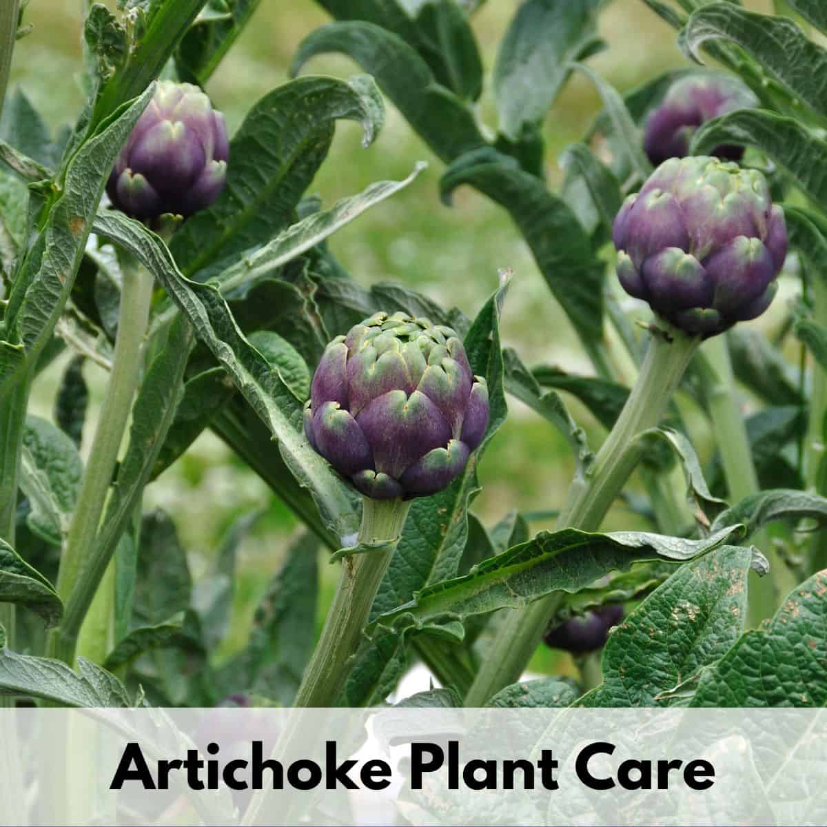 Artichoke Plant Care - How to Plant and Grow Artichokes - Together Time ...