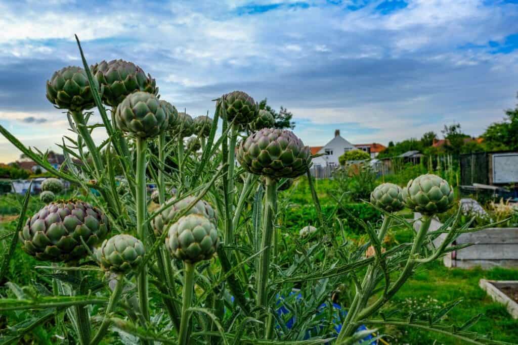 A bed of blooming artichoke flowers in a raised bed garden