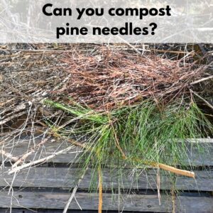 text overlay "can you compost pine needles" on a picture of pine needles and sticks in a compost bin.