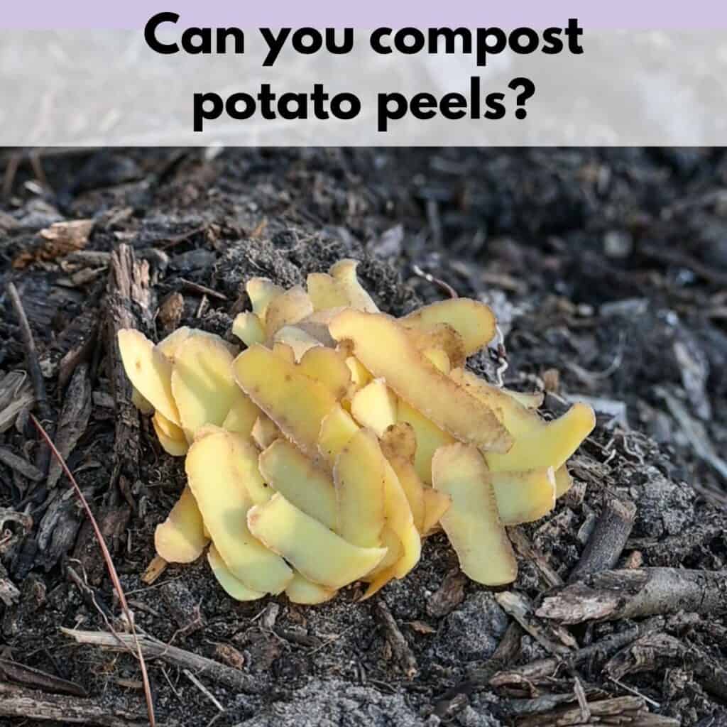 Text overlay "can you compost potato peels" over top of a picture of potato peels on compost