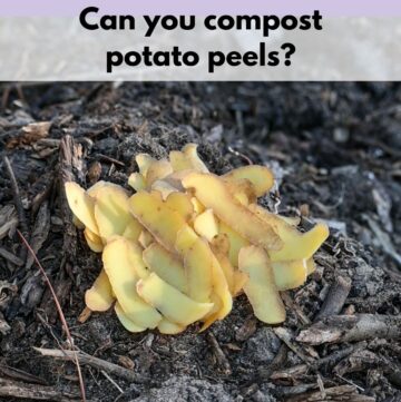 Text overlay "can you compost potato peels" over top of a picture of potato peels on compost