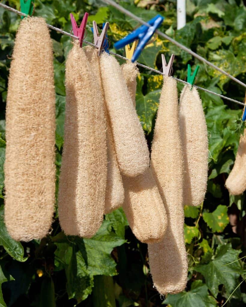 Dry luffa sponges hanging on a clothesline