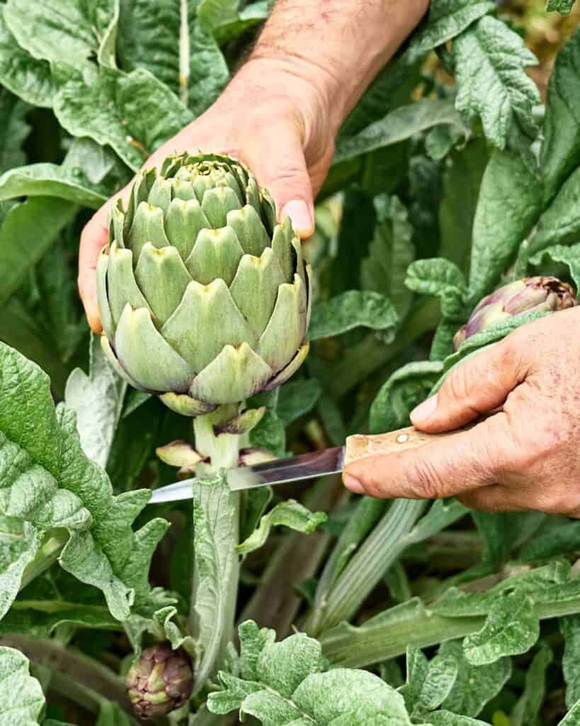 A hand holding a knife preparing to cut an artichoke flower bud to harvest it