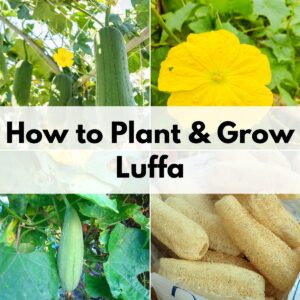 Text "how to plant and grow luffa" over a four image grid of luffa plants and flowers