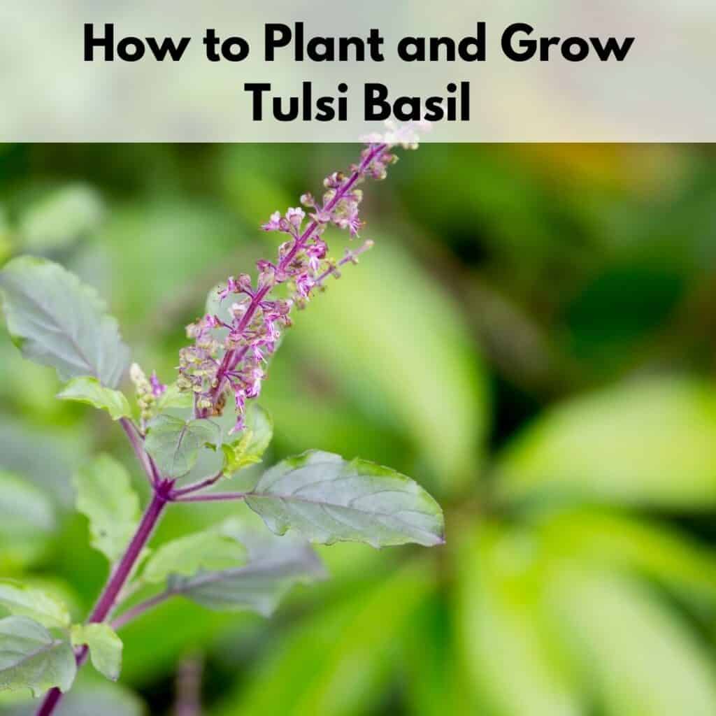Text "how to plant and grow tulsi basil" over an image of a tulsi basil plant growing