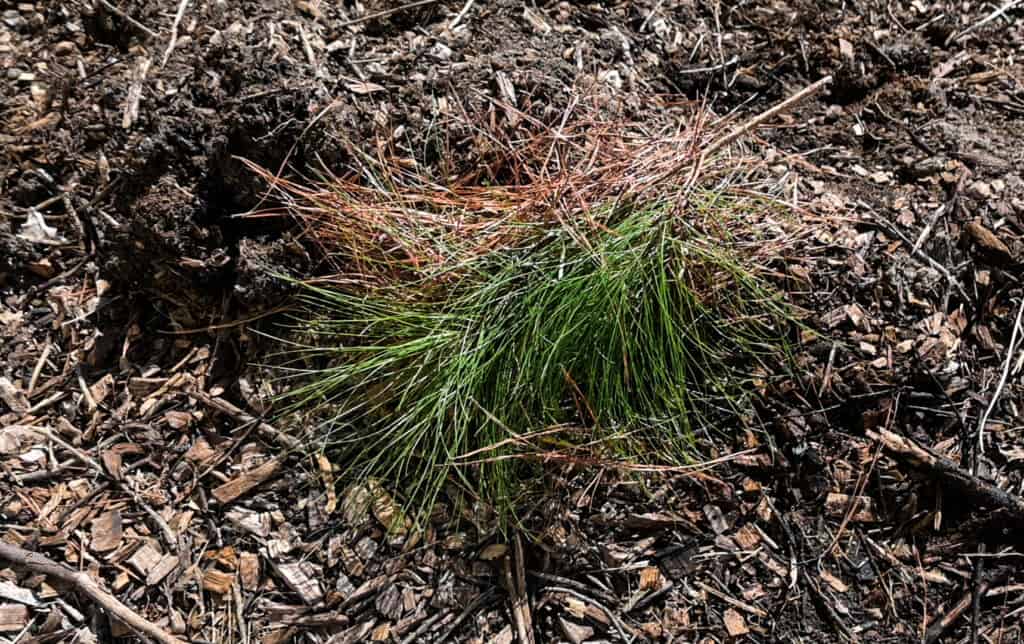 pine needles on top of compost