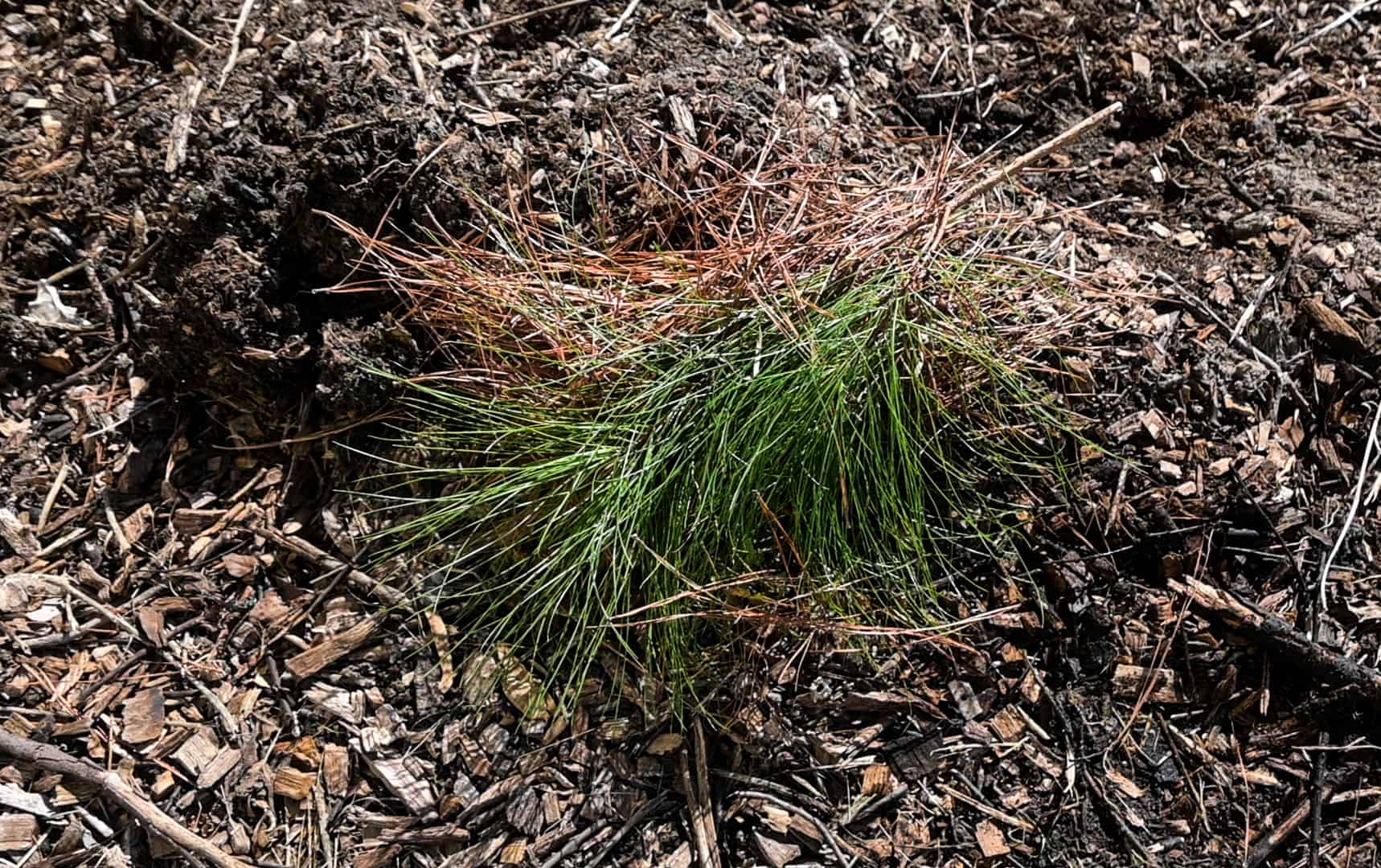 Can you Compost Pine Needles? How to compost pine needles successfully