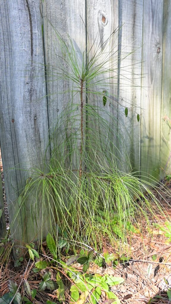 a small pine sapling next to a fence