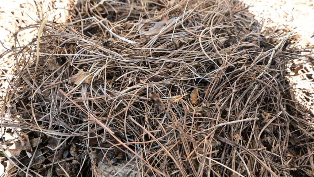 Pine straw on the ground