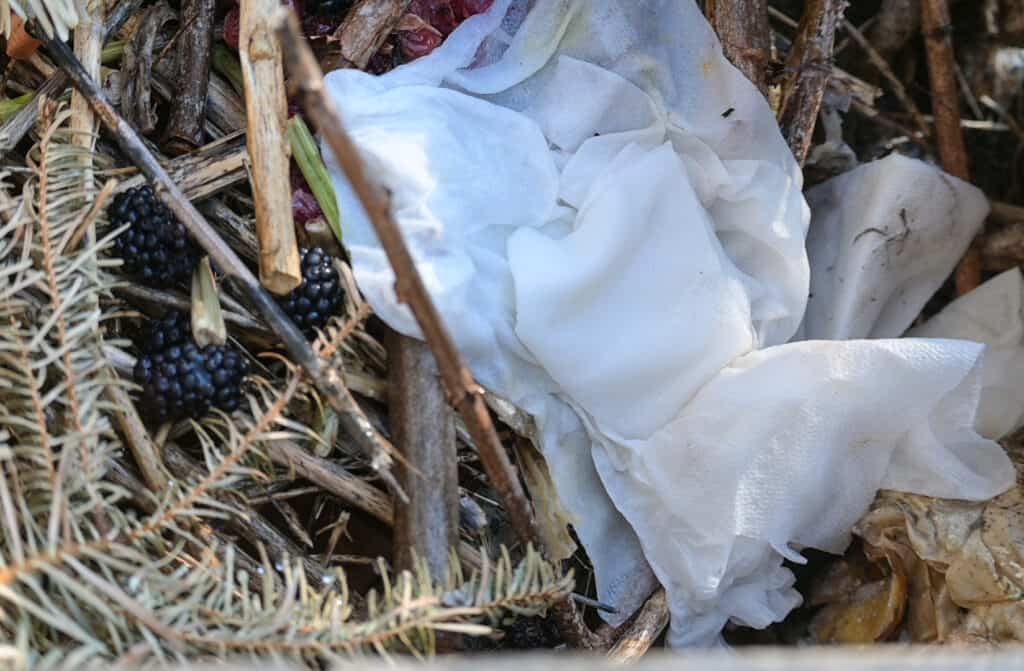 soggy paper towels, blackberries,a and Christmas tree branches in a compost bin