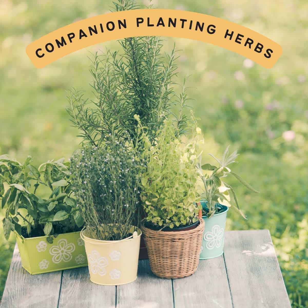 text overlay "companion planting herbs" with an image of herbs in pots on a wood table outdoors