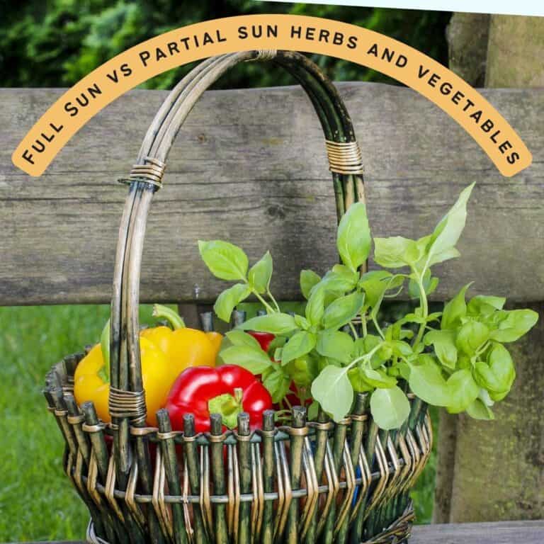 text 'full sun vs partial sun herbs and vegetables" with apicture of a basket with basil and sweet bell peppers