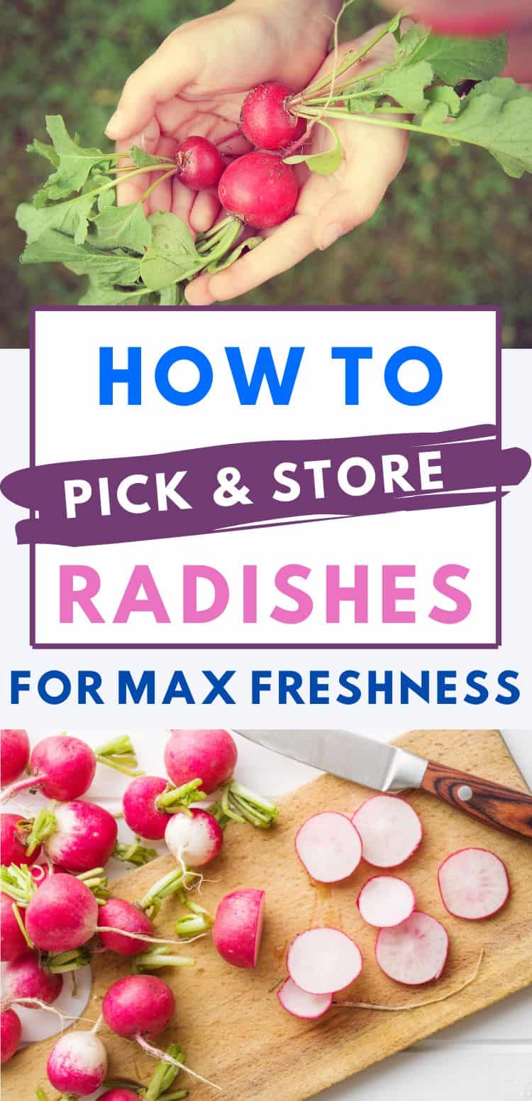 How to harvest and store radishes - Together Time Family