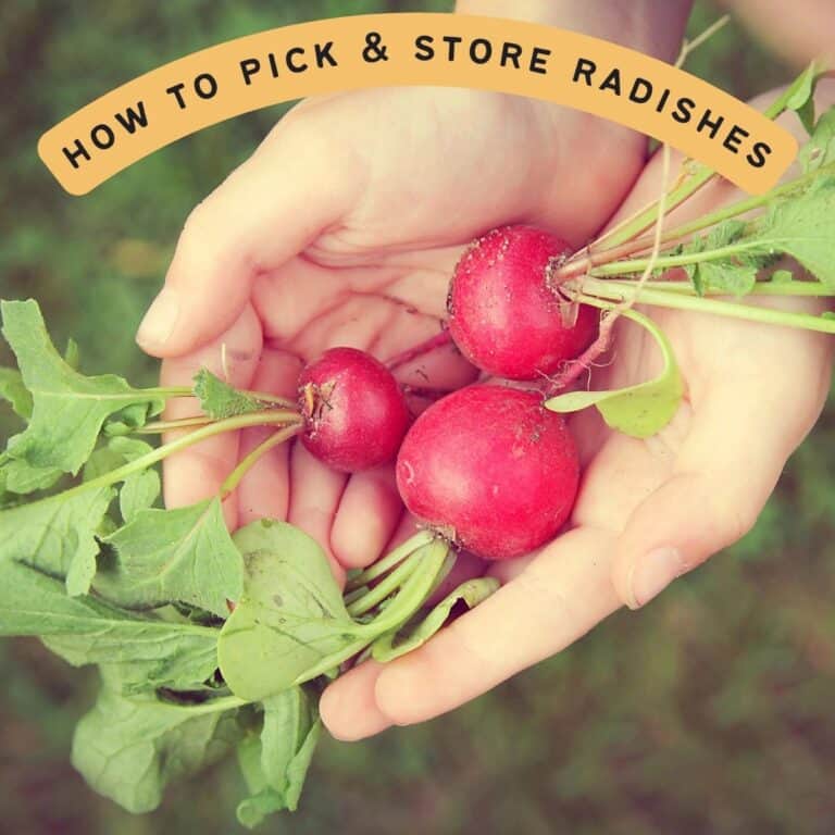 text overlay "how to pick and store radishes" over hands holding three freshly picked radishes in the garden