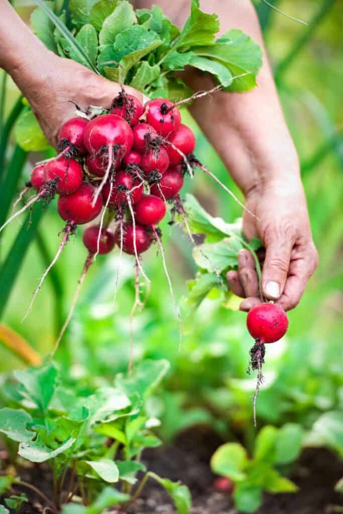 a hand holding a bunch of radishes while another radish is being picked in a garden