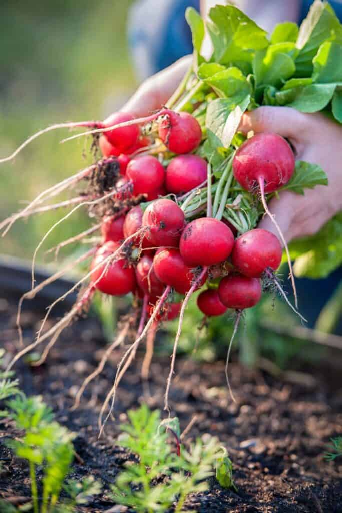 a bunch of radishes being picked in the garden