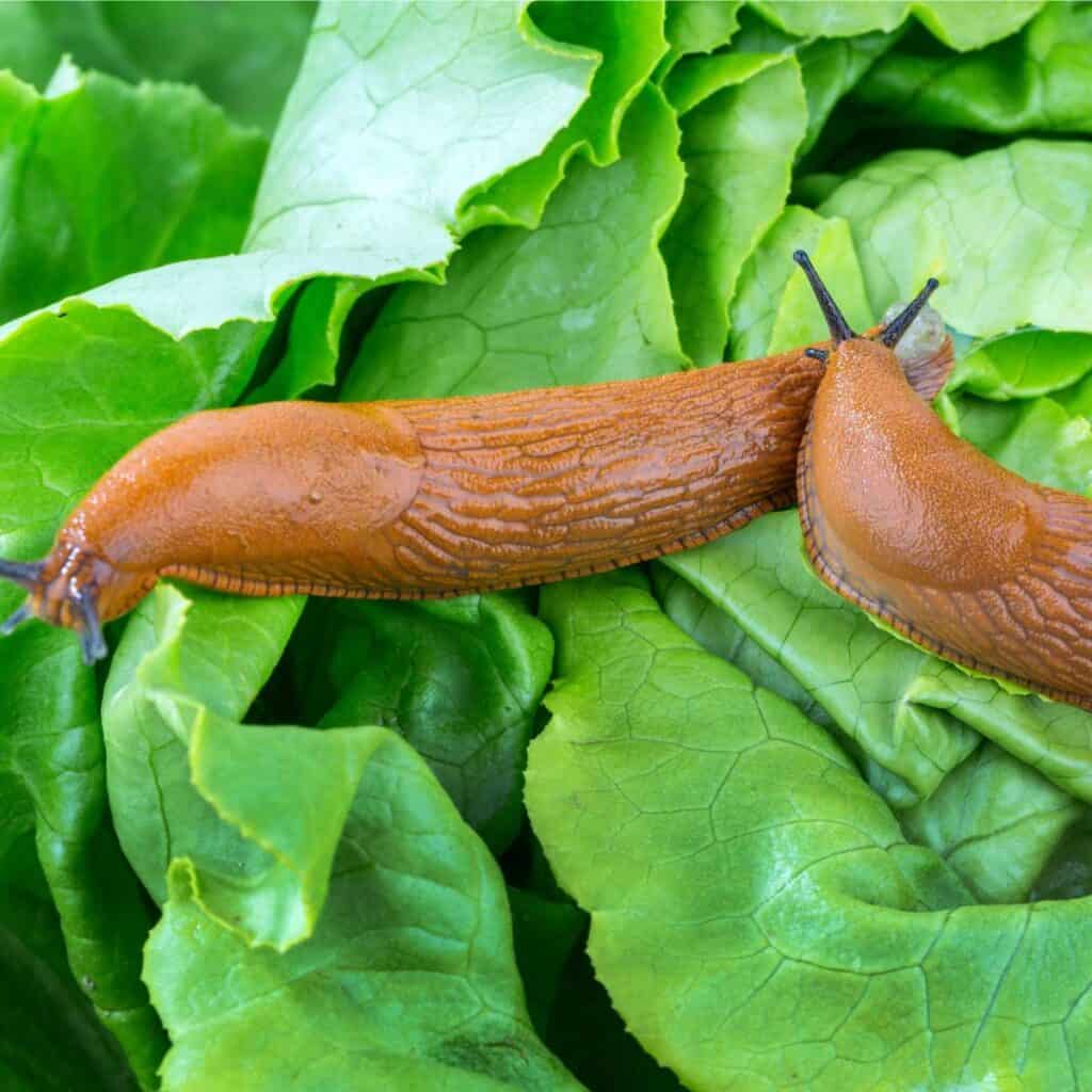 two garden snails on lettuce leaves