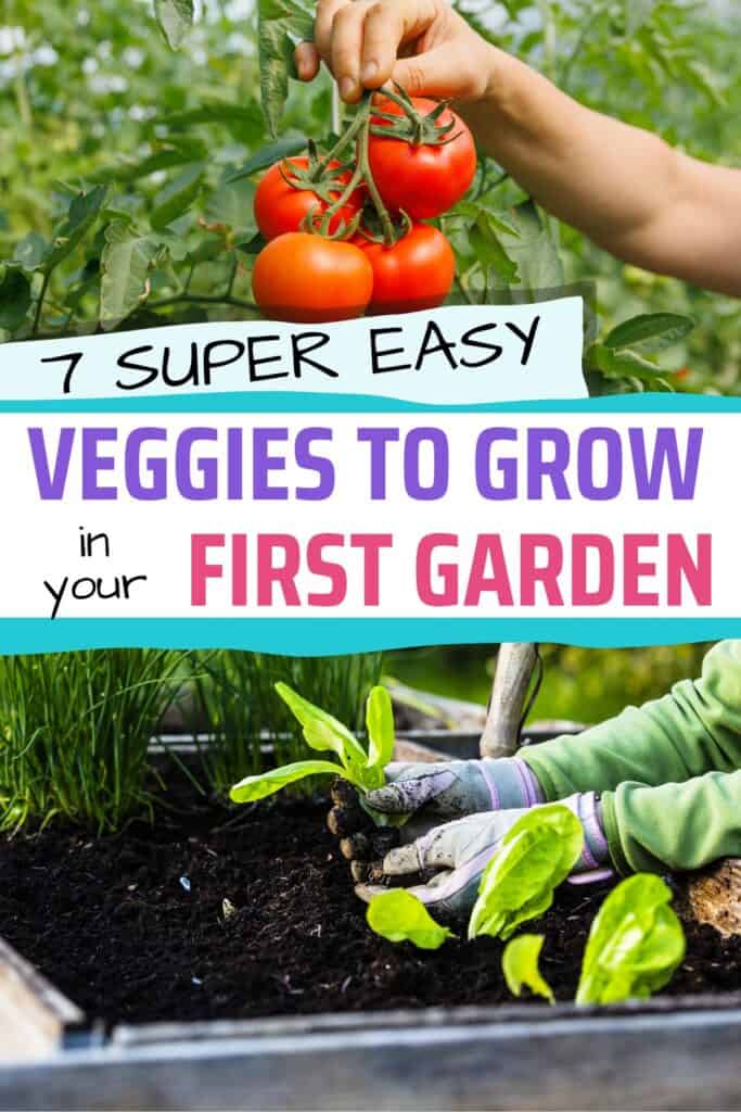 An image showing a hand holding red tomatoes on a vine alongside another hand planting leafy greens in a garden bed, accompanied by text about easy vegetables to grow for first-time gardeners.
