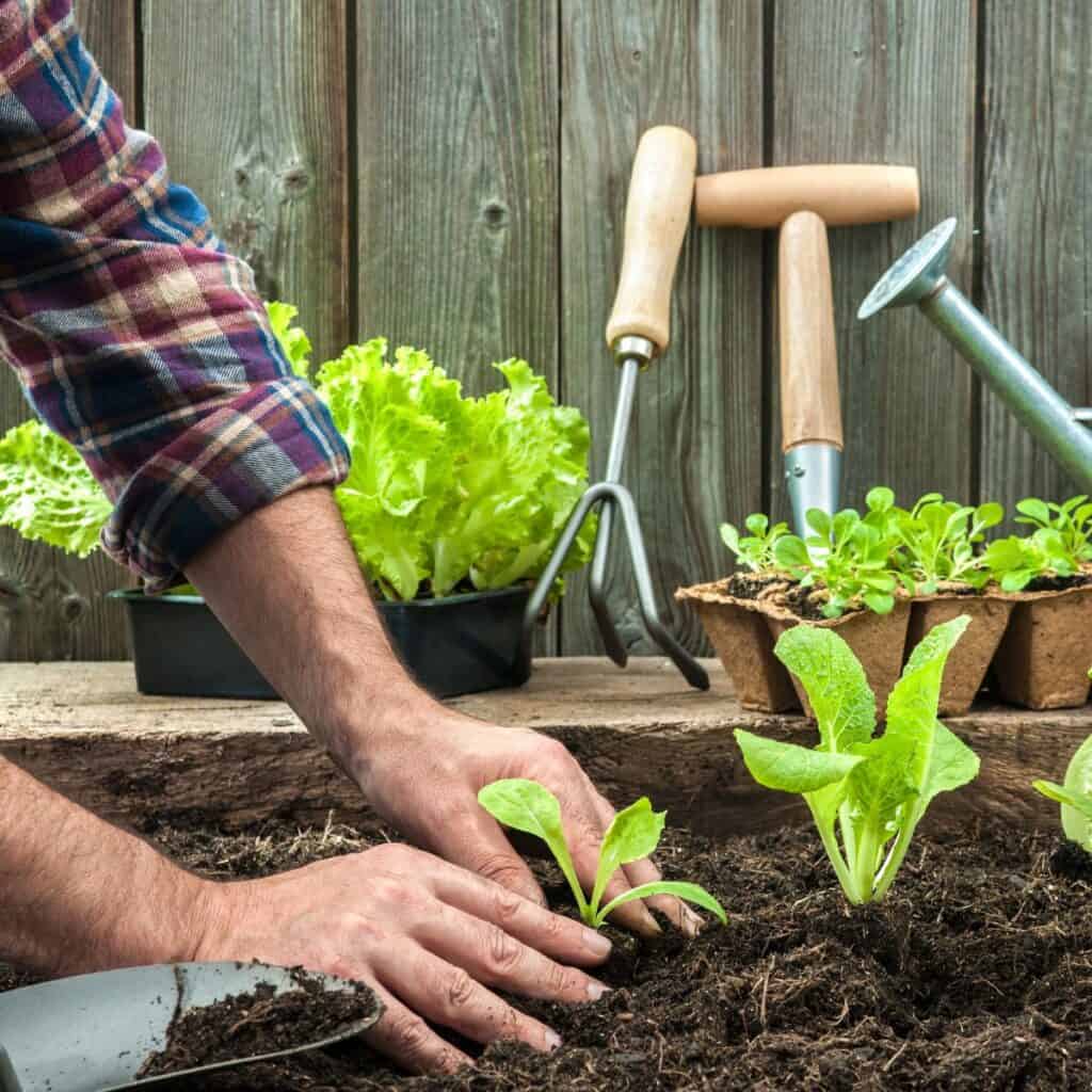 hands planting a lettuce seedling in a garden