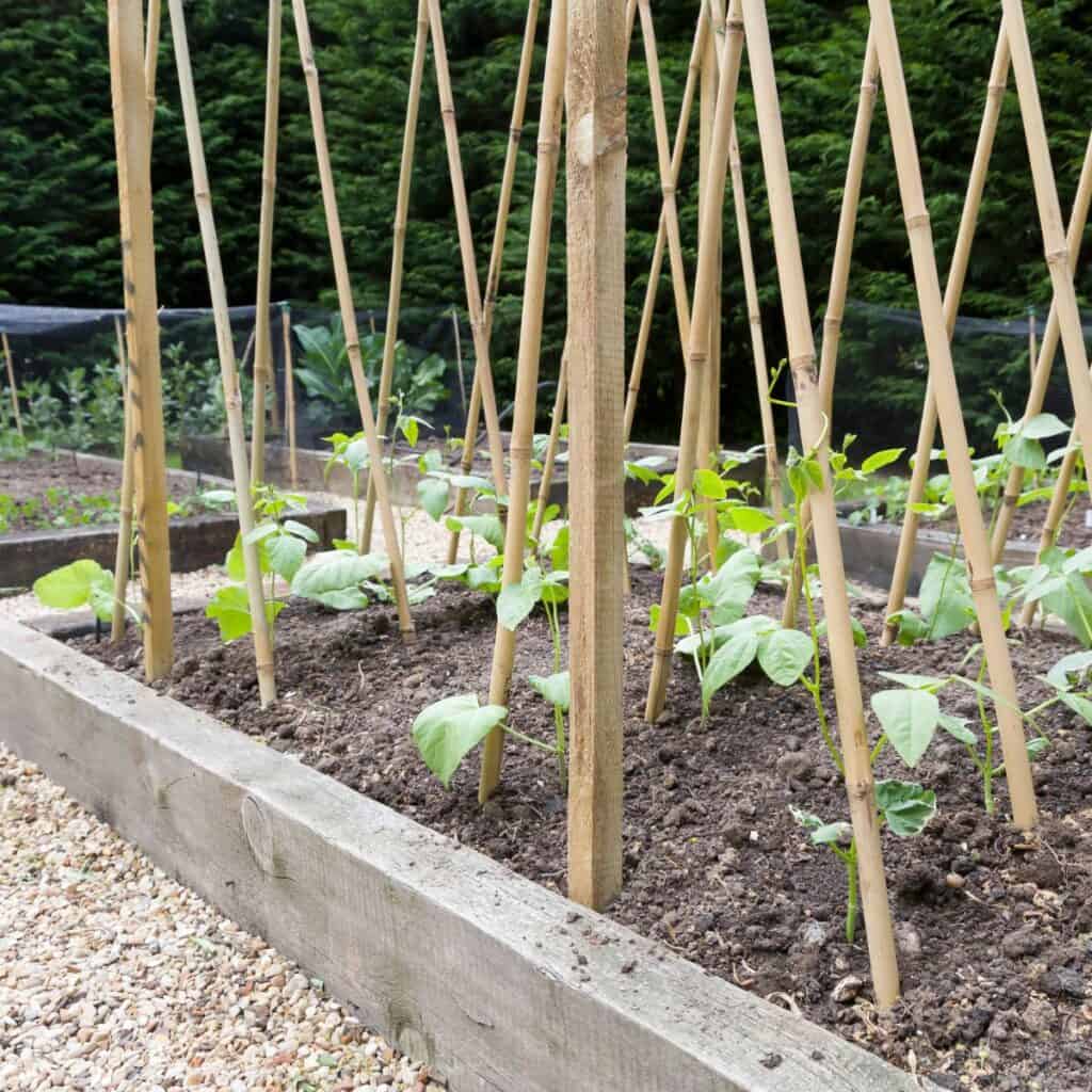 been seedlings in a garden with bamboo poles for support
