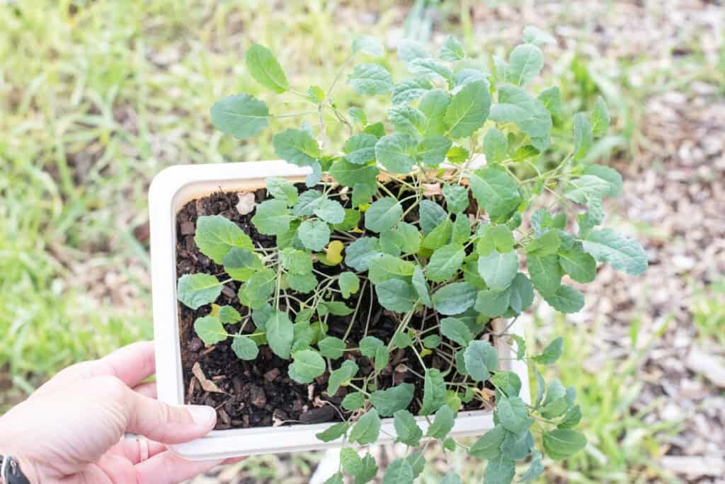  hadn holdign a white tray with kale seedlings