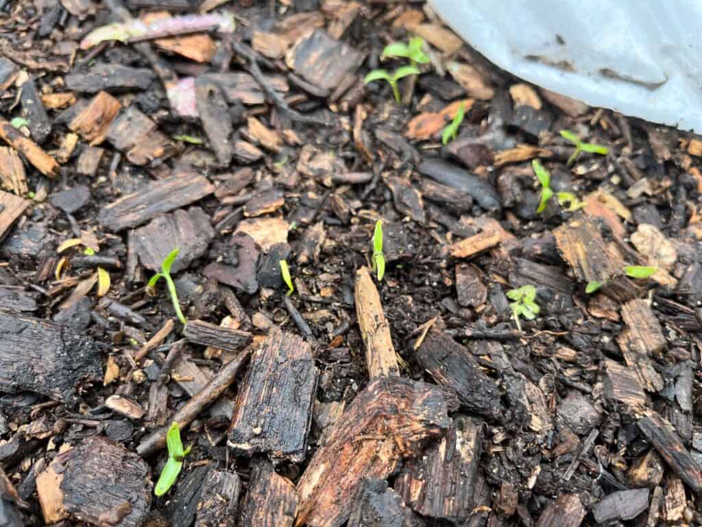 volunteer cilantro seedlings in mulch