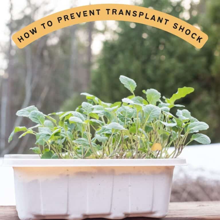 text "how to prevent transplant shock" over a picture of a tray of kale seedlings