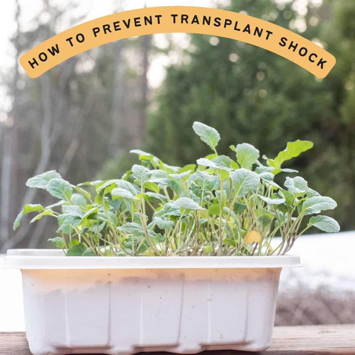 text "how to prevent transplant shock" over a picture of a tray of kale seedlings