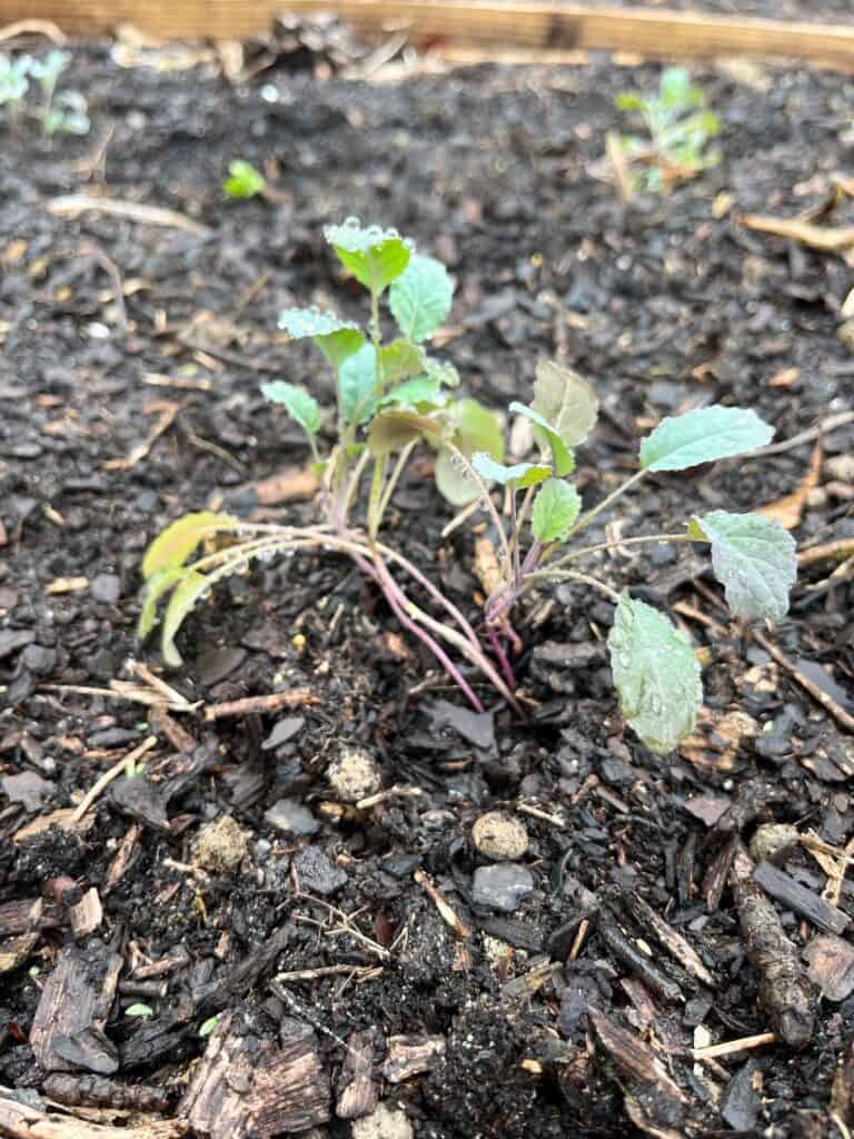 small kale seedligns in teh garden
