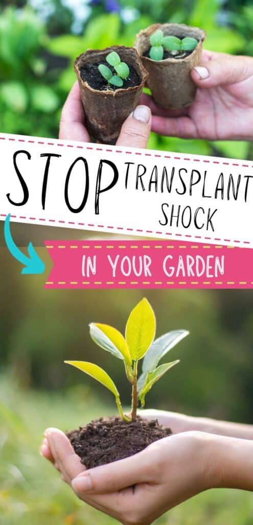 Two hands are holding small seedling pots with young plants, accompanied by text about preventing transplant shock in gardens, set against a blurred green background.
