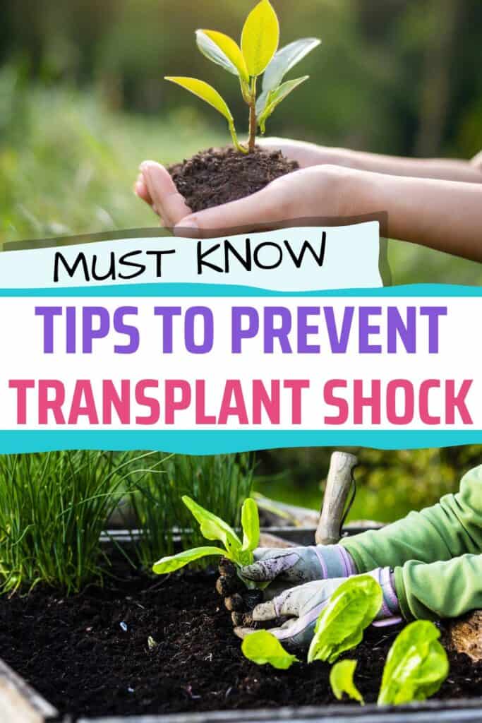 A person is shown planting a small seedling in soil while another holds a seedling, with text overlay offering tips to prevent transplant shock in plants.
