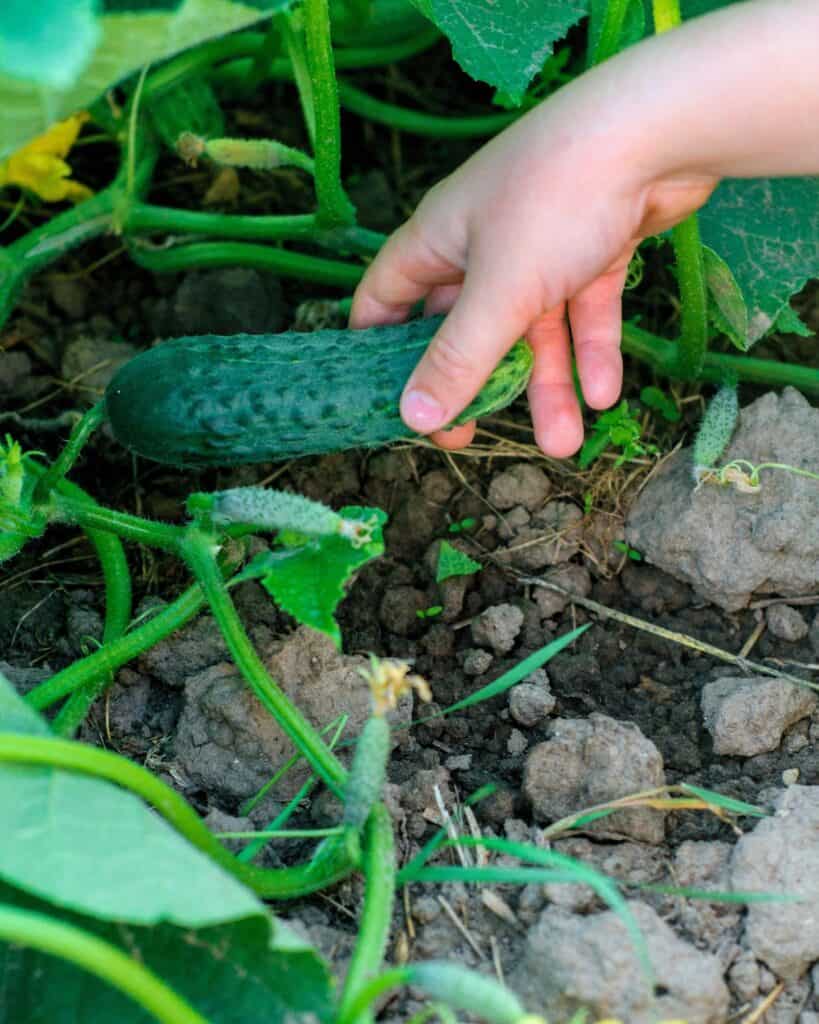A child's hand is seen reaching to pick a ripe cucumber growing among the leaves and soil in a garden.

