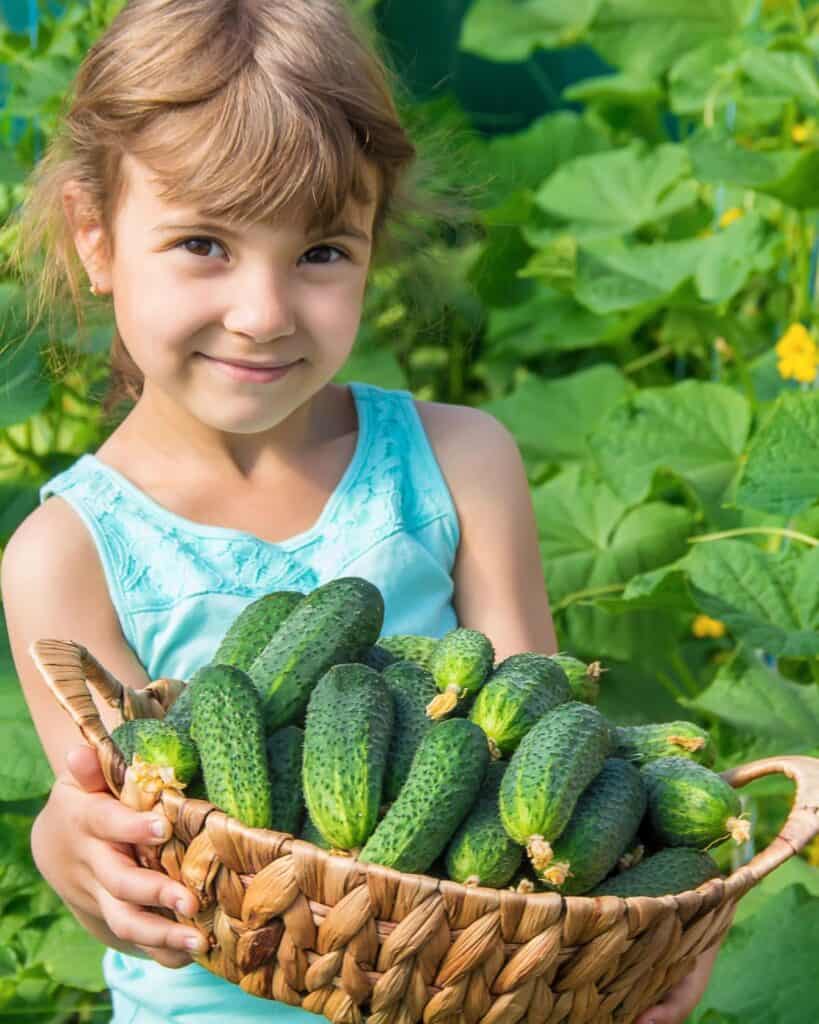 A girl holds a basket full of freshly harvested cucumbers in a lush garden setting, illustrating the concept of growing cucumbers in containers.
