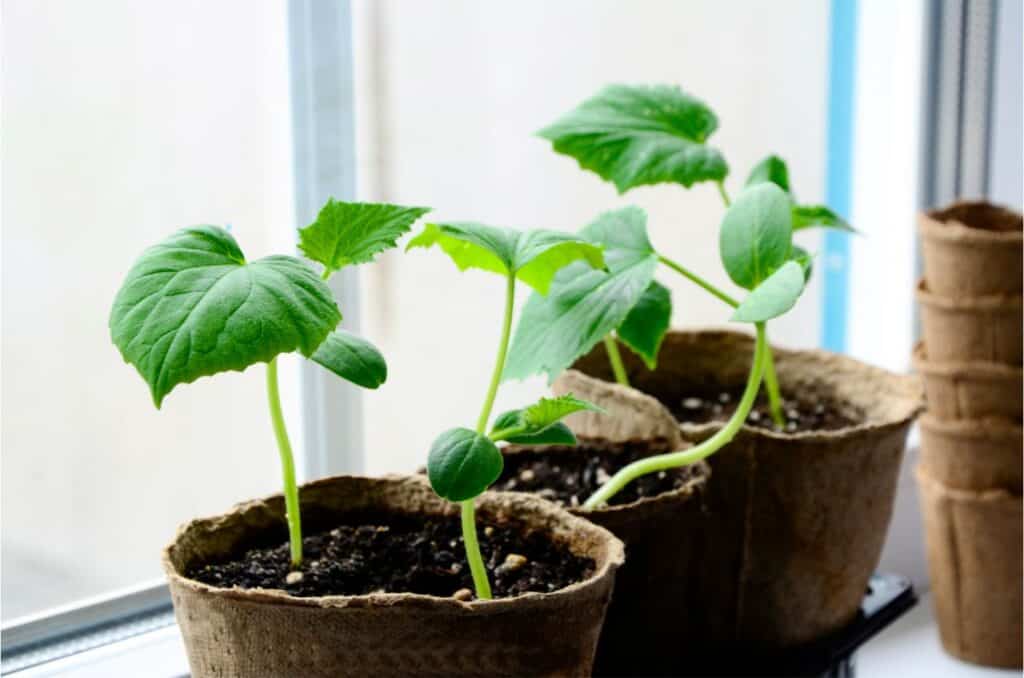 Young cucumber plants are growing in biodegradable pots on a windowsill, illustrating container gardening techniques for at-home vegetable cultivation.
