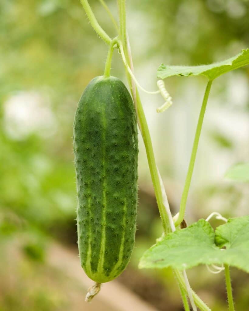 A single cucumber hangs from a vine among green foliage, illustrating the process of growing cucumbers in containers as part of a vegetable garden.
