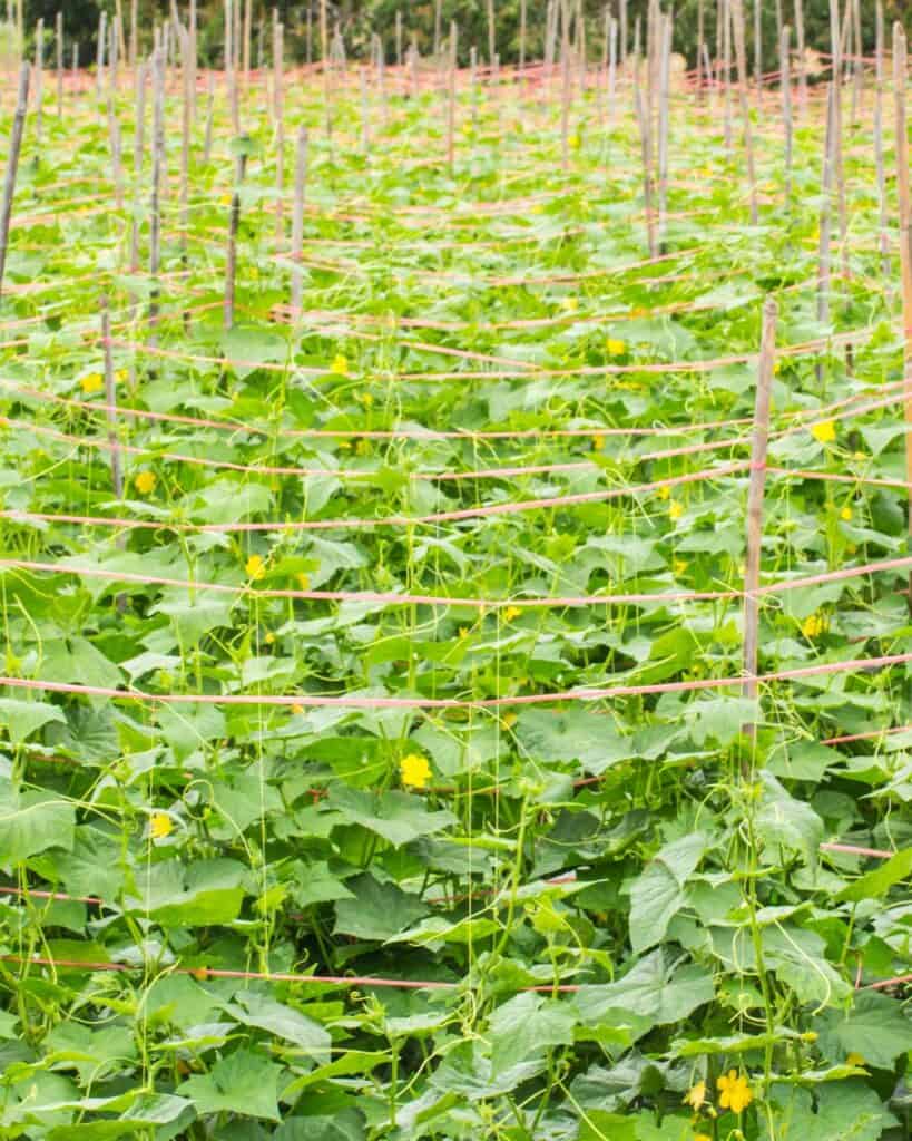 A lush field of cucumber plants grows on trellises, showcasing the techniques of growing cucumbers in containers and maximizing space for a vegetable garden.
