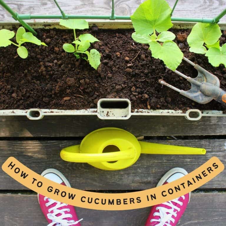 A top-down view of a container garden showing young cucumber plants growing in soil, alongside a yellow watering can and a garden tool.