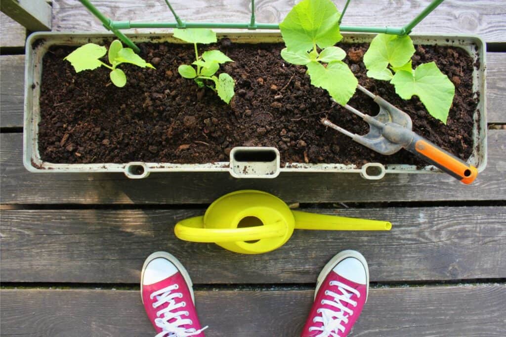 A top-down view of a container garden showing young cucumber plants growing in soil, alongside a yellow watering can and a garden tool.

